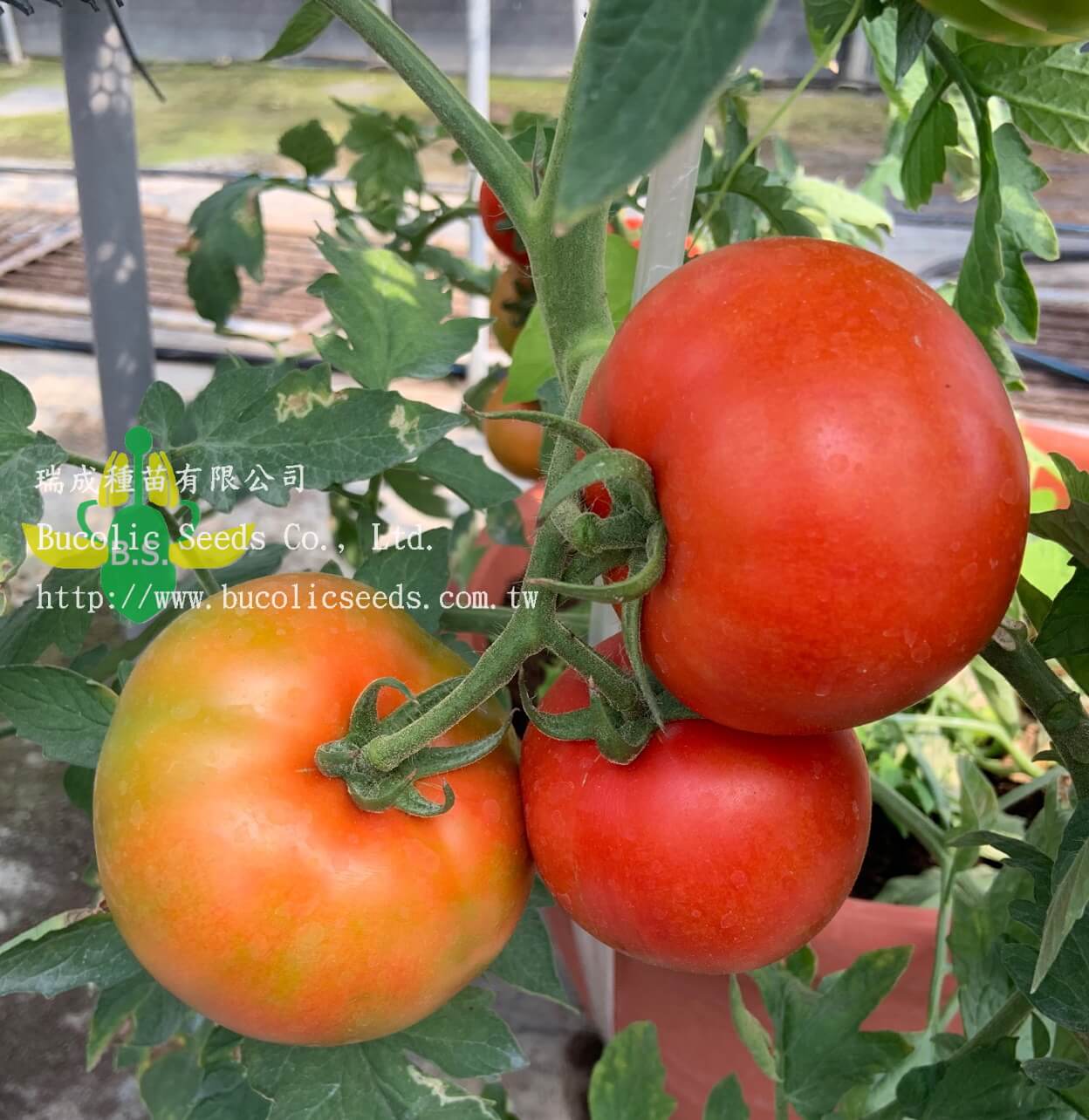 Beef Steak Tomato 9761 - Beef Steak Tomato 9761 (1)